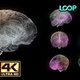 Brain Neuronal Activity - 3D - 4K - VideoHive Item for Sale