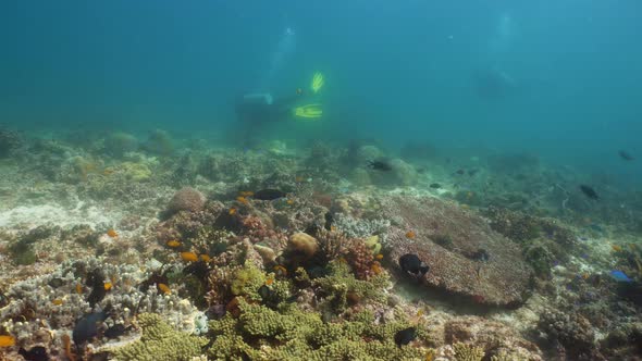 Coral Reef and Tropical Fish alt