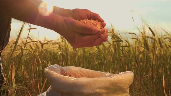 Close Up Hands of Farmer Touching Poured Through the Fingers Corn Grains in a Sack alt