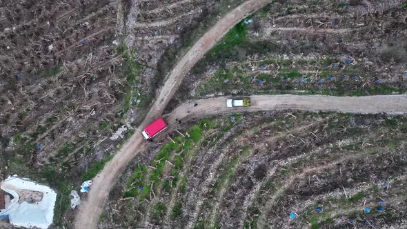 A car with bananas goes to the market aerial view alt