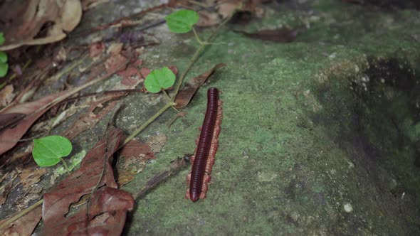 Asian Giant Millipede, Asian Red Millipede crawling on dry leaves, mossy rock at tropical rainforest alt