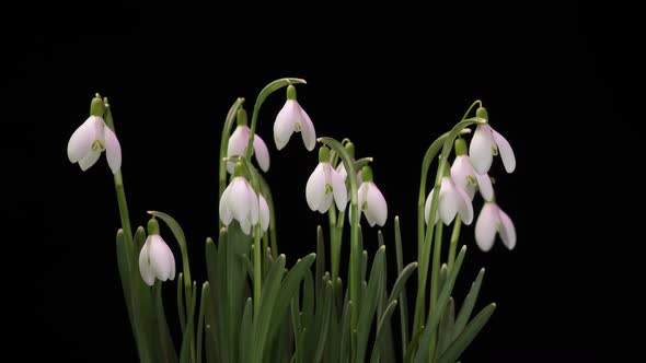 a Bouquet of Spring Galanthus on a Black Background Spring Snowdrops Time Lapse Alpha Channel alt