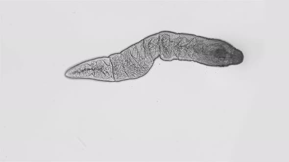 Nemertea worm under a microscope, supertype Spiralia alt