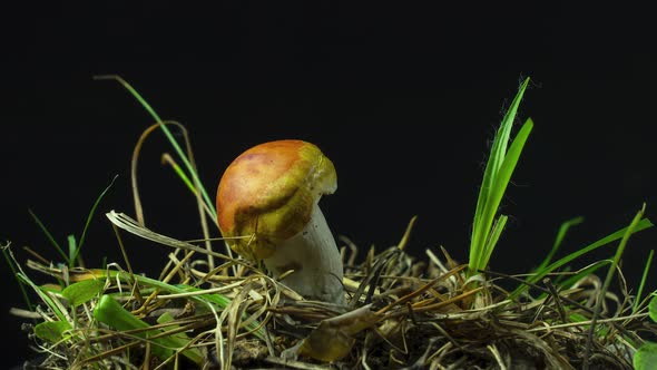 The Mushroom Dries and Dries Up Without Water alt
