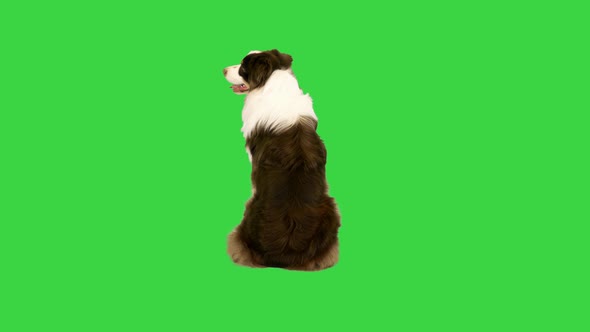 Australian Shepherd Dog Sitting and Turning His Head on a Green Screen Chroma Key