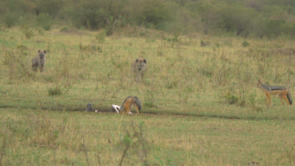 Black-backed jackal and two hyenas alt