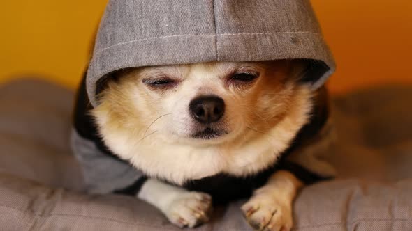 Chihuahua Dog Sits on a Gray Pad in a Hooded Jumpsuit