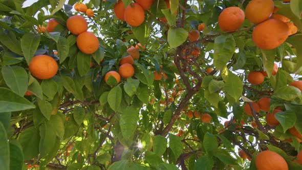 Orange Tree with Ripe Fruits alt