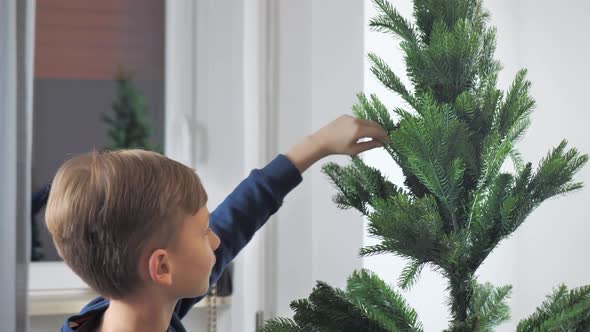 the Boy Spreads the Branches of the Christmas Tree alt