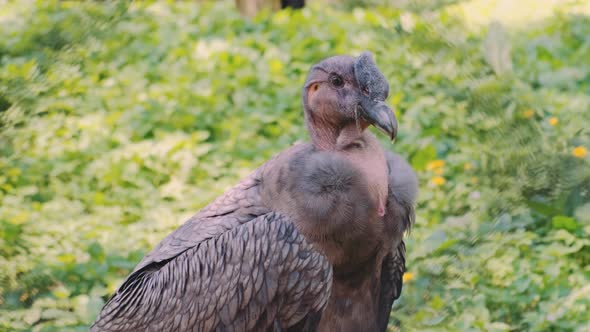 Exotic Bird of Gray Color alt