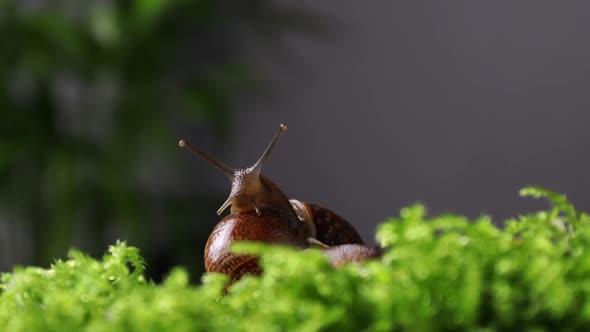 Funny Snail Closeup on Green Grass alt