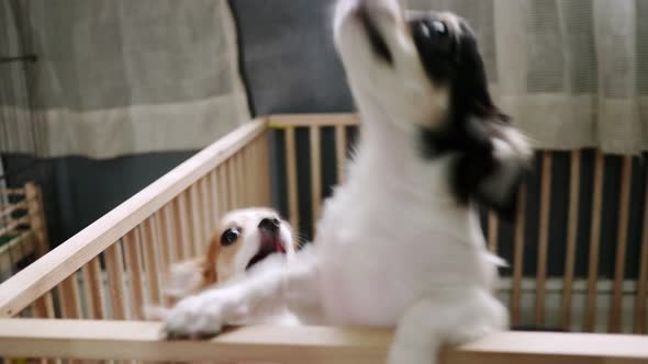 Two small dogs are playing teasing in the house. alt