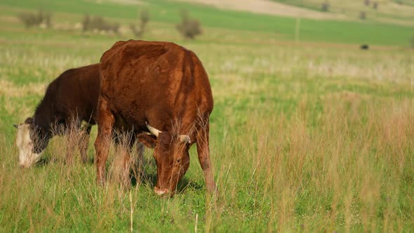 Cows Graze in a Meadow alt