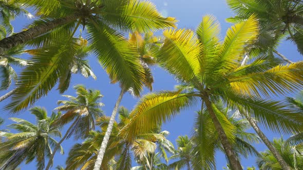 Palm trees in Punta Cana