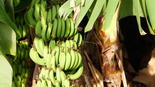 Close view of banana fruits hanging on banana tree alt