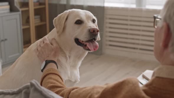 Yellow Labrador Retriever Looking at Senior Male Owner alt