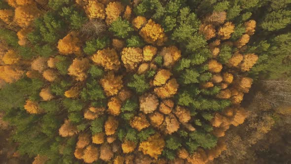 Aerial Footage of Colorful Forest in Autumn Season. Yellow and Green Trees