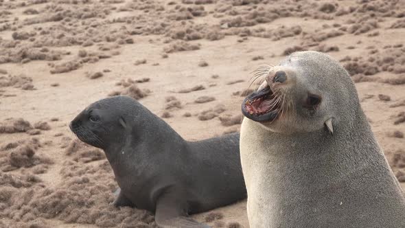 Rookery of a Seal Colony on the Atlantic Ocean in Namibia alt