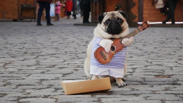 Cute Funny Pug Dog Earning with Playing Music on Guitar on the City Street alt