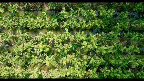Aerial View of a Palm Tree Plantation in Nakhon Pathom Thailand alt