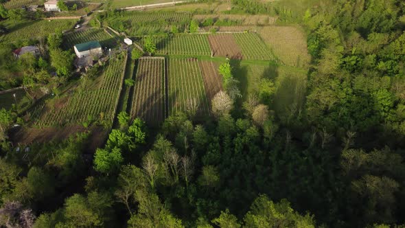 Vineyards In The Green Village alt