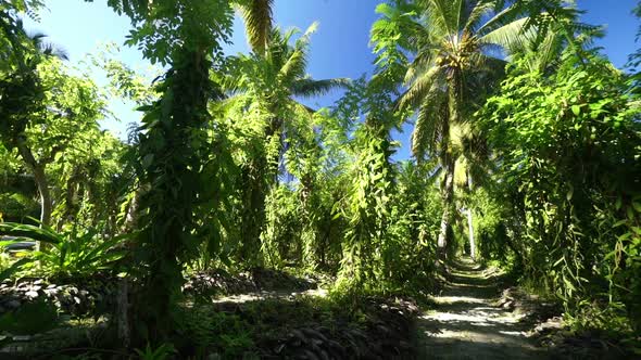 Tropical Vanilla Plantation alt
