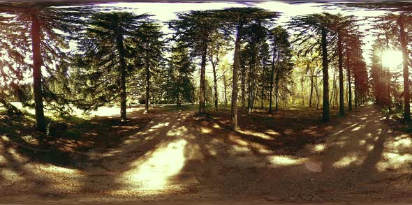 UHD 360 VR Virtual Reality of a City Park Recreation Area. Trees and Green Grass at Autumn or Summer alt