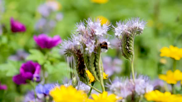Close up of Bee On Wildflowers alt