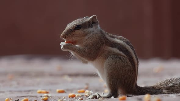 Indian Palm Squirrel or Threestriped Palm Squirrel Funambulus Palmarum alt
