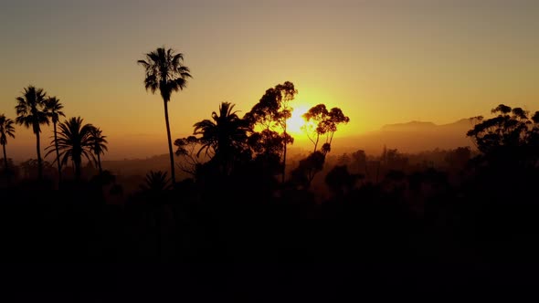 Aerial shot of a row of palm trees at Sunset alt