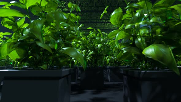Fresh, young, green plants in a modern foggy greenhouse. Camera track back 4K HD