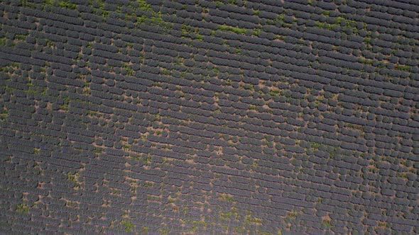 Lavender Field with Blooming Flowers  Aerial View Drone Purple Field Summer Sun alt