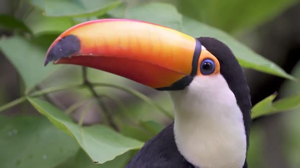 Extreme close up shot of a Toco Toucan surrounded by green jungle leaves looking around alt