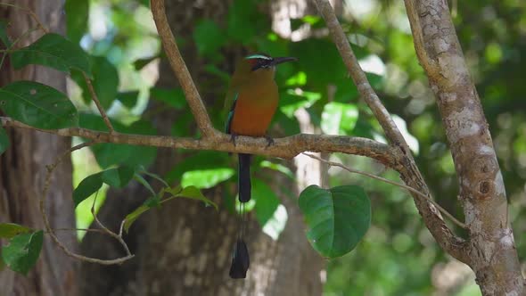 Turquoisebrowed Motmot Eumomota Superciliosa Perched on Tree Branch alt