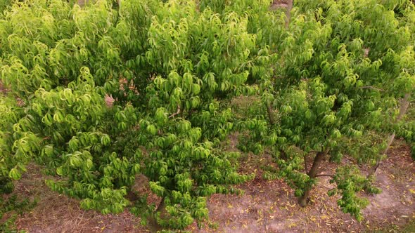 Cherry Plant Trees Agriculture Rural Farm alt