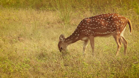 Chital or Cheetal, Also Known As Spotted Deer, Chital Deer, and Axis Deer alt