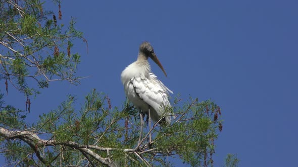 Wood stork perching on a tree