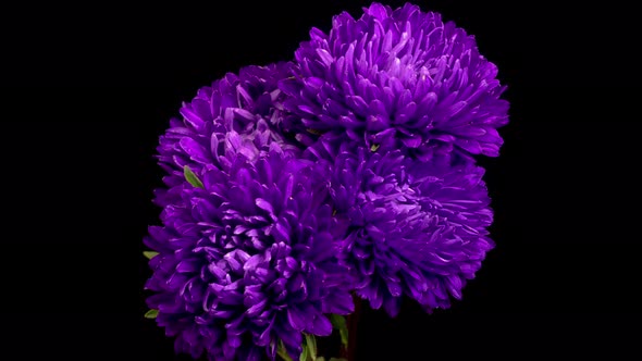 Beautiful Violet Aster Flowers Opening alt