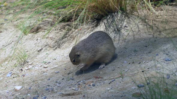Cute Ground Squirrel eating dune grass in wilderness during sunny day,close up - 4K prores shot of w alt