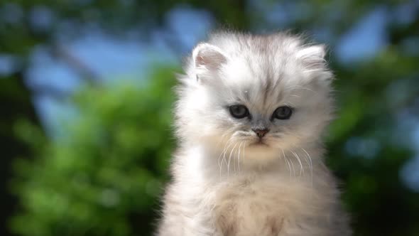 Close Up Of Cute Persian Kitten Outdoor alt