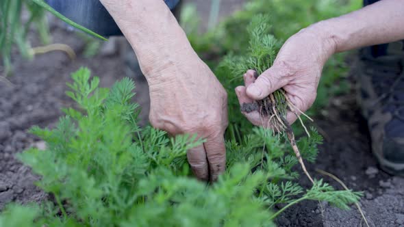 Senior Urban Gardener Working with Carrots on Soil alt