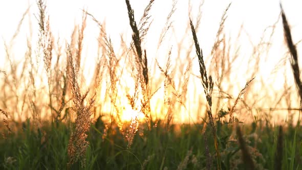Dry grass-panicles of the Pampas against orange sky with a setting sun alt