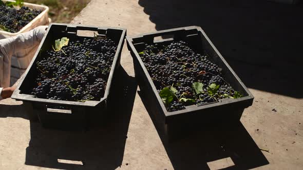 Harvest of Grape for Red Wine at Wine Factory, alt