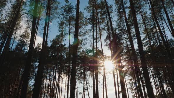 Sun and Sunbeams Through Branches and Trunks of Trees alt