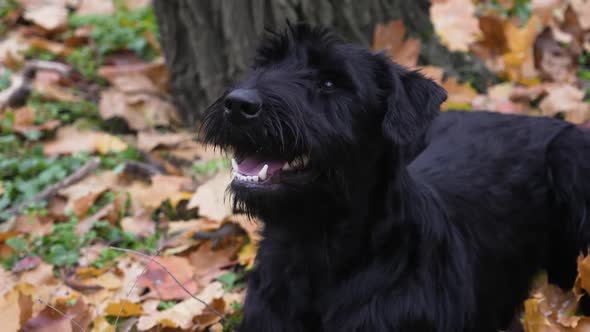 A Black Giant Schnauzer Lies on Yellowed Fallen Leaves in the Park Next To a Tree alt
