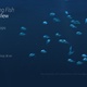 Schooling Fish Of Front View - VideoHive Item for Sale