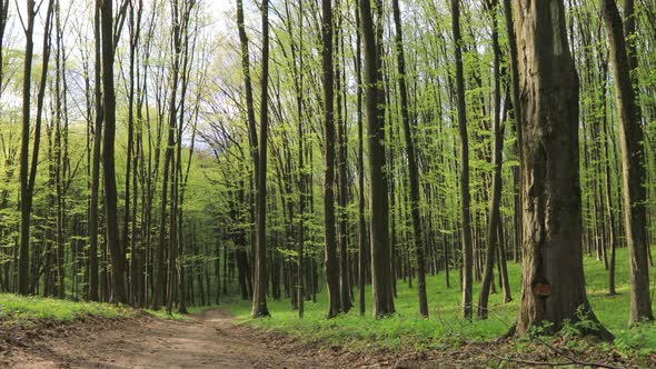 panorama spring forest trees. nature green wood sunlight backgrounds.