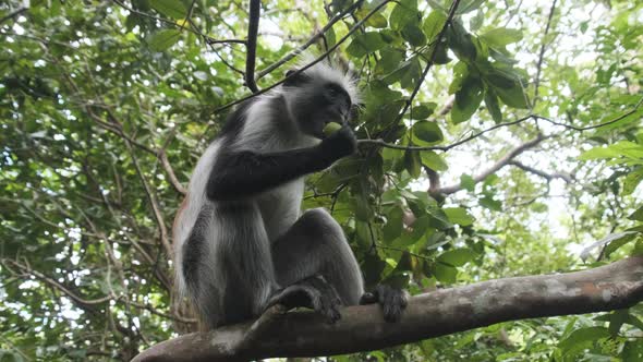 Red Colobus Monkey Sitting on Branch in Jozani Tropical Forest Zanzibar Africa alt