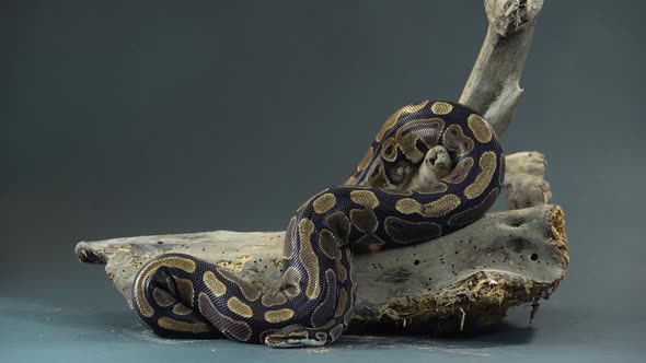 Royal Python or Python Regius on Wooden Snag at Black Background. Close Up alt