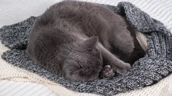 The Grey Cat Chartreuse Sleeps Lightly on Bed